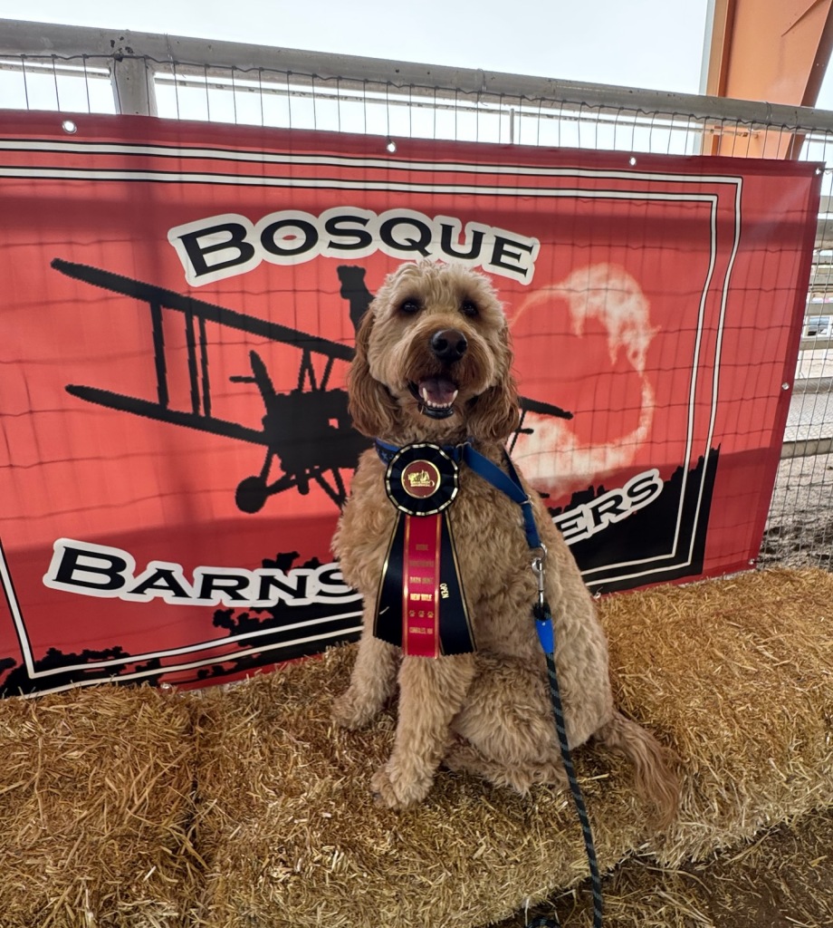 Churro and his ribbon for winning his open title